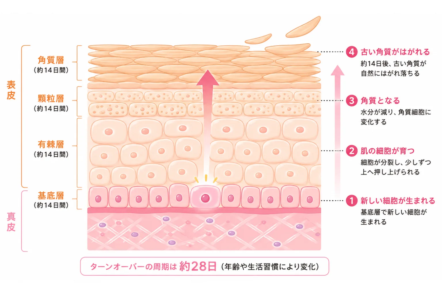 peeling_turnover